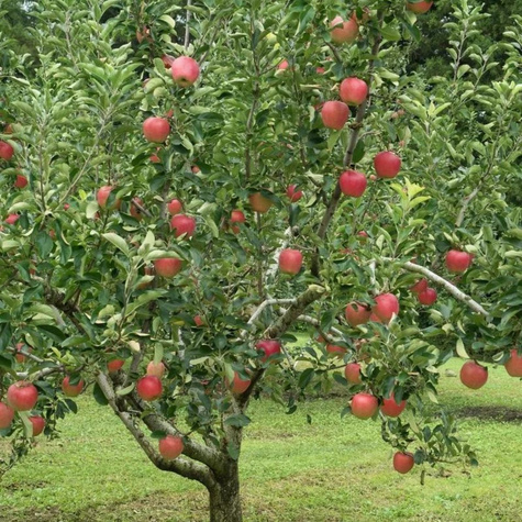 Apfelbaum Jonagored - Wurzelnackte Pflanze