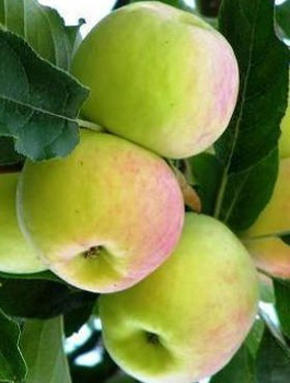 Apfelbaum - Ananasapfel ‘Berżenicki’ - Wurzelnackte Pflanze