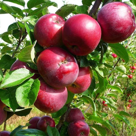 Apfelbaume Oberlandzka Obstbaum Apfel 80cm / 140cm