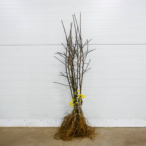 Apfelbaum Antonówka Weißer Rahmapfel Anderthalbpfünder - Wurzelnackte Pflanze