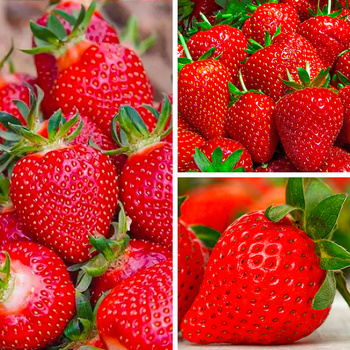 10 Stk. Erdbeerpflanze Korona mittelfrühe Dessert­sorte