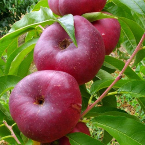 Nektarinenbaum Flaches Obst Flatryna Obstbaum Nektarine 80cm / 140cm
