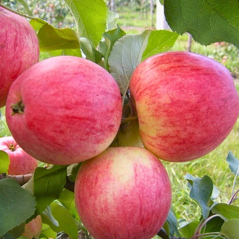 Apfelbaum Celesta - Wurzelnackte Pflanze