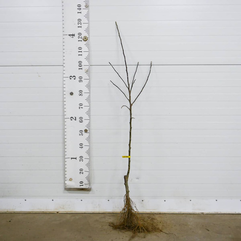 Apfelbaum Jonagored - Wurzelnackte Pflanze