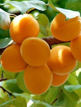 Aprikosenbaum Early Orange - Wurzelnackte Pflanze