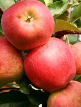 Apfelbaum Jonagored Supra - Wurzelnackte Pflanze