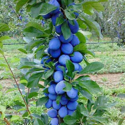 Pflaumenbaum Säulenobst Fruca frostsicher Obstbaum Pflaume 120 cm / 160 cm