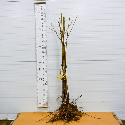 Süßkirsche ‘Vega’- Zwergform (GISELA5) - Wurzelnackte Pflanze