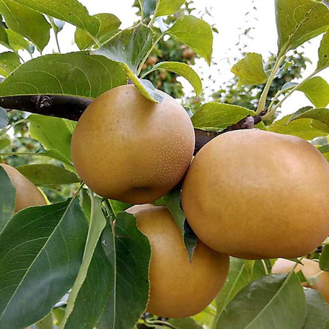 Asiatische Birne Shinseiki - Wurzelnackte Pflanze