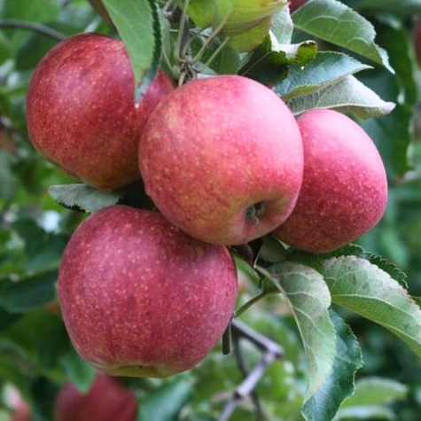 Apfelbaume Jonagored Obstbaum Apfel 80cm / 140cm