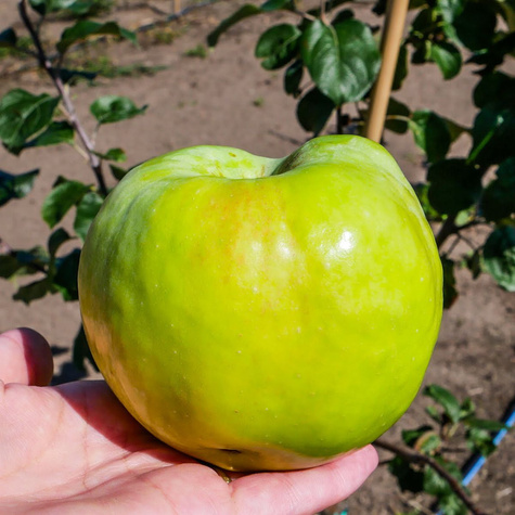 Apfelbaum Antonówka Weißer Rahmapfel Anderthalbpfünder - Wurzelnackte Pflanze