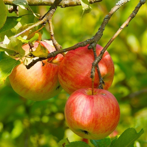 Apfelbaum Grafsztynek - Wurzelnackte Pflanze