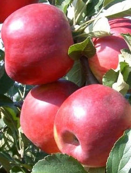 Apfelbaum Paulared - Wurzelnackte Pflanze