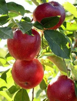 Apfelbaum ‘Geneva Early’ - Wurzelnackte Pflanze