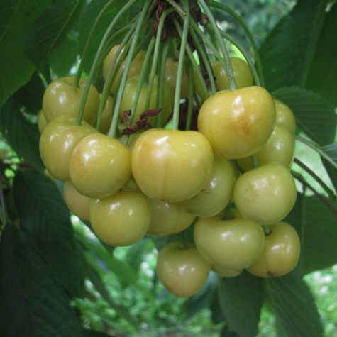 Süßkirsche ‘Weiße Maria’ - Wurzelnackte Pflanze
