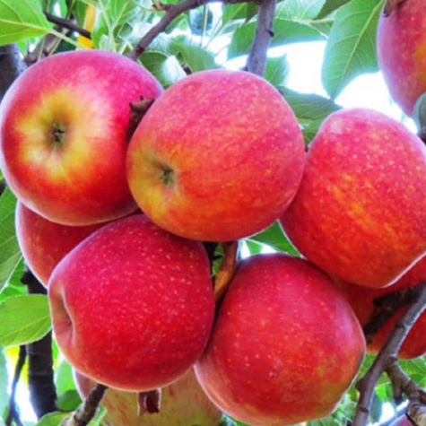 Apfelbaume James Grieve schorfresistent Obstbaum Apfel 80cm / 140cm