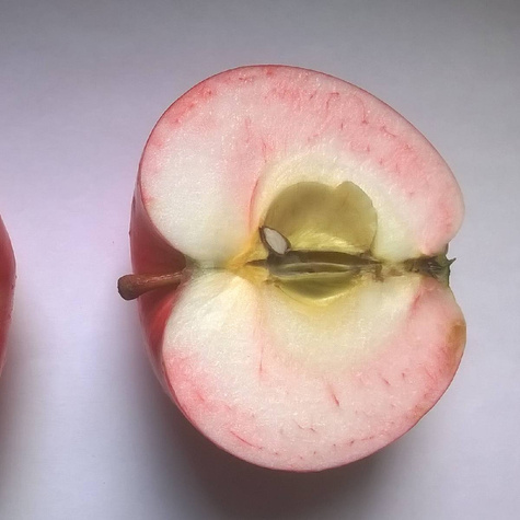 Apfelbaum Lobo - Wurzelnackte Pflanze