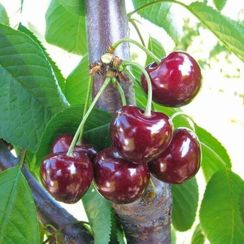 Säulenkirsche Horka Obstbaum Süßkirschen 80cm / 140cm