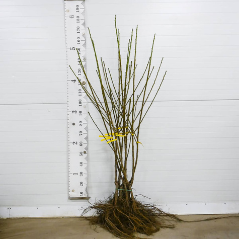 Süßkirsche Schneider - Wurzelnackte Pflanze