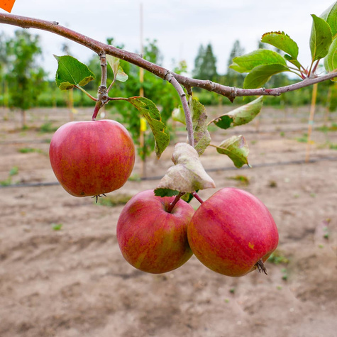 Apfelbaum Gala - Wurzelnackte Pflanze