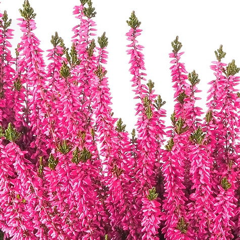 Heide rosa knospenblühend – Setzlinge