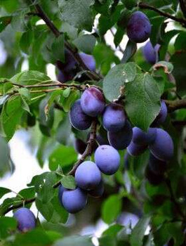 Säulen-Pflaumenbaum Star - Wurzelnackte Pflanze