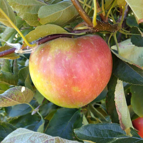 Apfelbaume typu Idaredest Obstbaum Apfel 80cm / 140cm