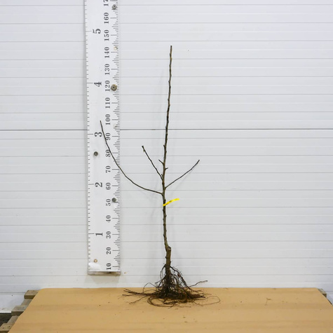 Apfelbaum Cortland Wicki - Wurzelnackte Pflanze