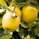 Apfelbaume Golden Delicious Obstbaum Apfel 80cm / 140cm