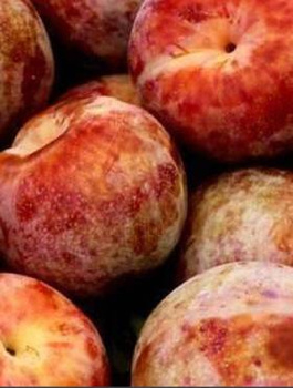 Pflaumenaprikose Plumcot - Wurzelnackte Pflanze