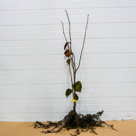 Haselnuss 'Cosford' - Wurzelnackte Pflanze