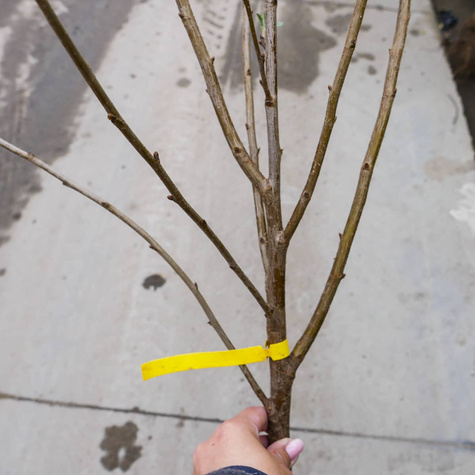 Sauerkirsche Łutówka - Wurzelnackte Pflanze