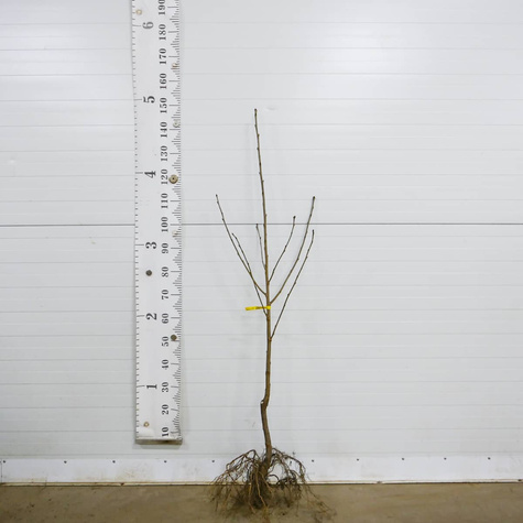 Süßkirsche Summit - Wurzelnackte Pflanze