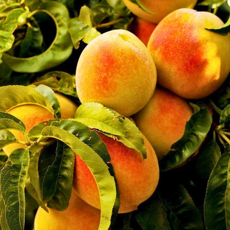 Aprikosenbaum Early Orange - Wurzelnackte Pflanze