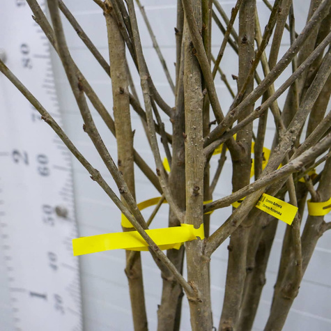 Süßkirsche Majówka - Wurzelnackte Pflanze