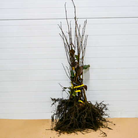 Purpur-Hasel - Wurzelnackte Pflanze