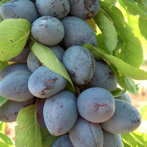 Säulen-Pflaumenbaum Star - Wurzelnackte Pflanze