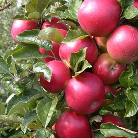 Apfelbaume Säulenobst Gin w typie Lobo Obstbaum Apfel 50cm /90cm