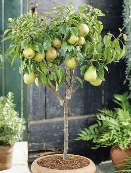 Birnenbaum Mini Zwerg Garden Pearl - Wurzelnackte Pflanze