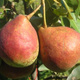 Birnenbaum Dicolor - Wurzelnackte Pflanze