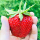 10 Stk. Erdbeerpflanze 'El GIGANT' sehr große Früchte