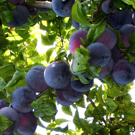 Japanischer Pflaumenbaum Angelo - Wurzelnackte Pflanze