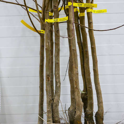 Pflaumenaprikose Dapple Dandy - Wurzelnackte Pflanze