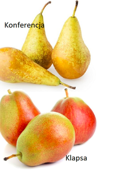 Duo-Birnbaum ‘Conference’ + ‘Clapps Liebling’ - Wurzelnackte Pflanze