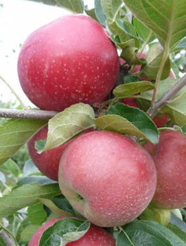 Apfelbaum Julka - Wurzelnackte Pflanze