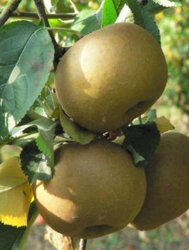 Apfelbaum Graue Renette - Wurzelnackte Pflanze