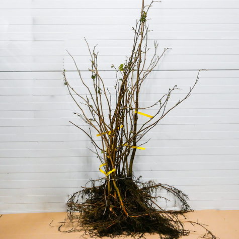 Haselnuss Lambert’s Weiße - Wurzelnackte Pflanze