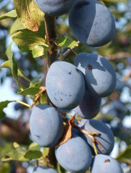 Pflaumenbaum Teemano - Wurzelnackte Pflanze