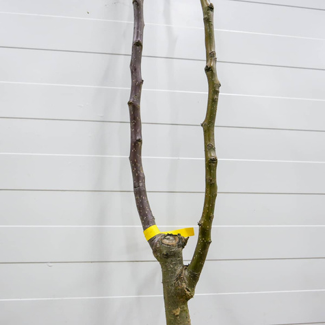 Duo-Birnbaum ‘Conference’ + ‘Clapps Liebling’ - Wurzelnackte Pflanze