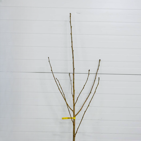 Süßkirsche Regina - Wurzelnackte Pflanze